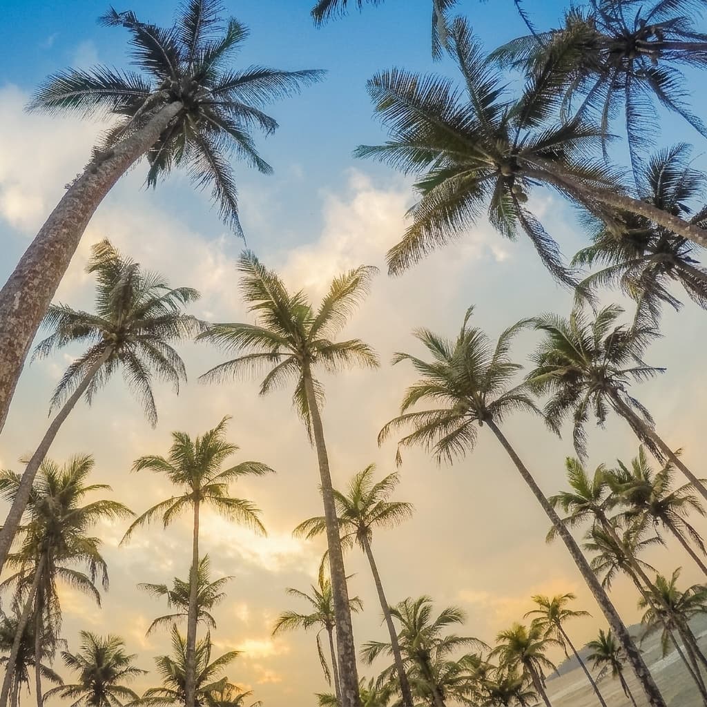 coconut-tree-hill Gallery Image 8