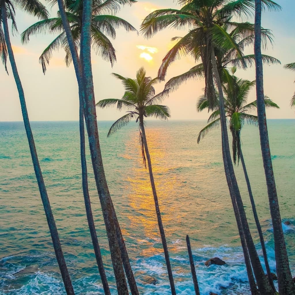 coconut-tree-hill Gallery Image 5